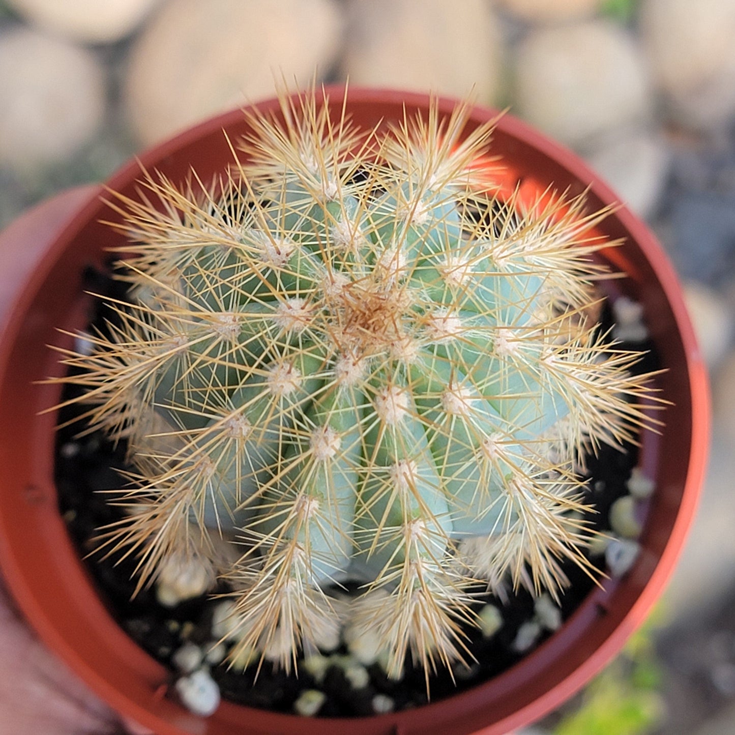 DesertScapeSucculent Cactus Pilosocereus pachycladus 'Blue Torch Cactus'