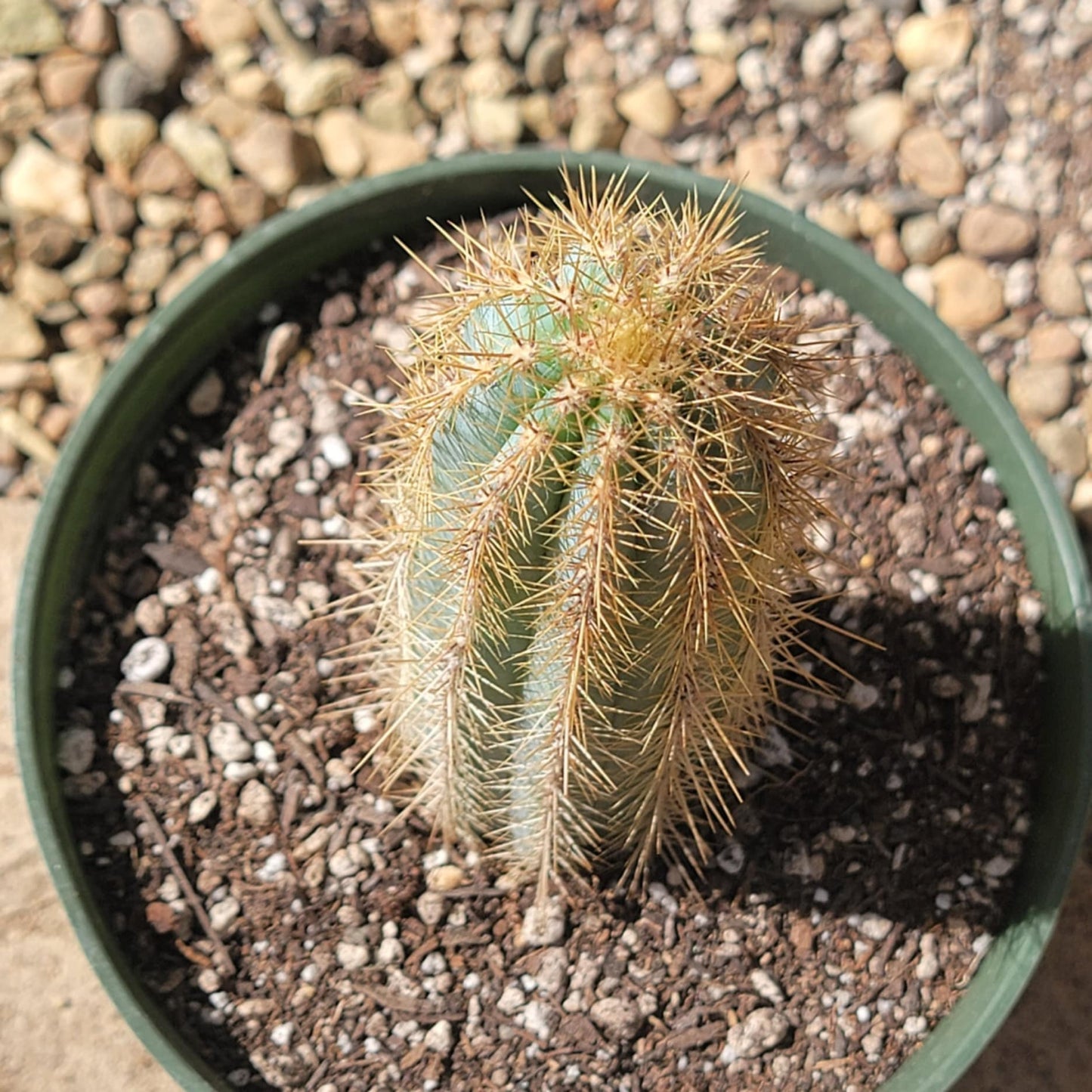 Pilosocereus pachycladus 'Blue Torch Cactus'