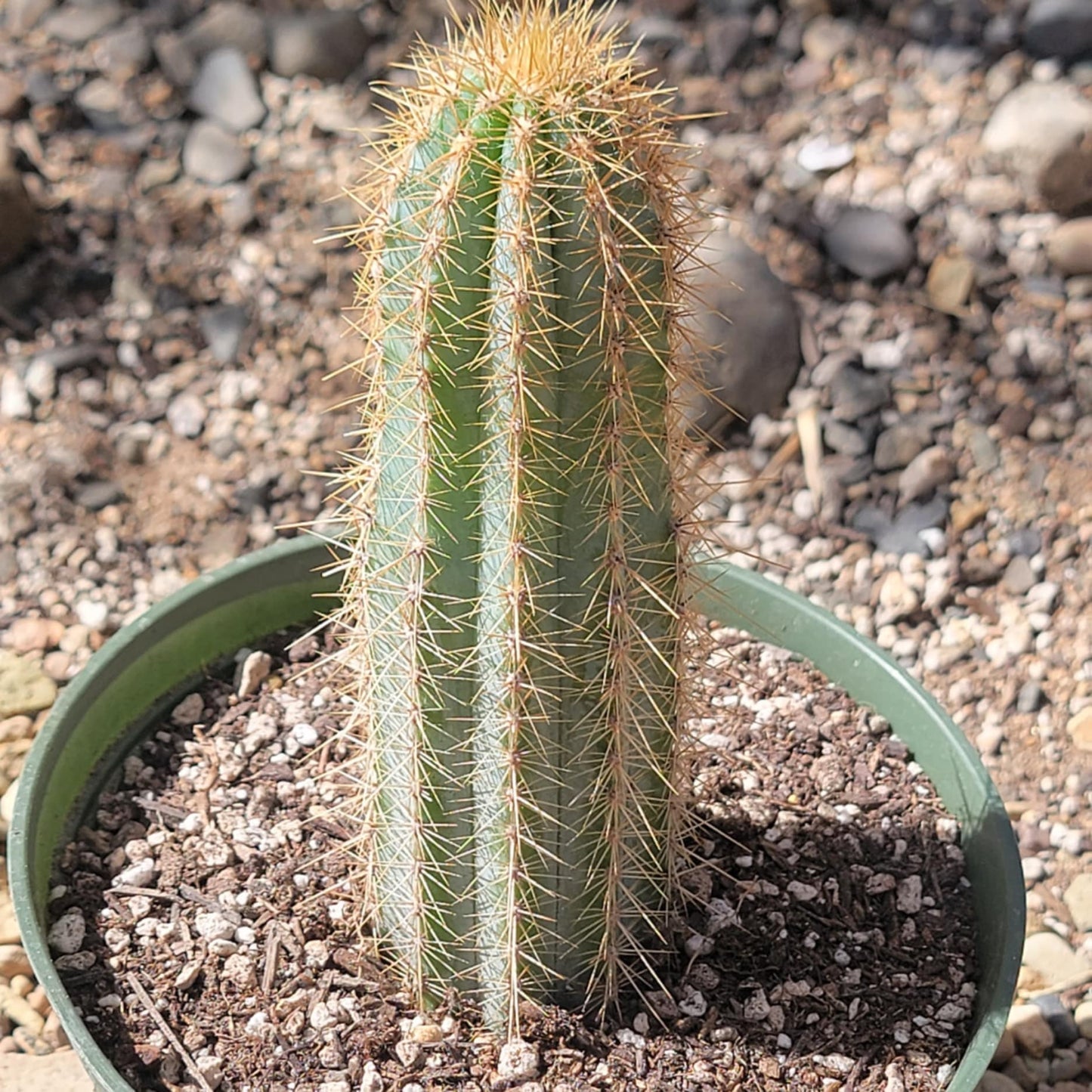 Pilosocereus pachycladus 'Blue Torch Cactus'