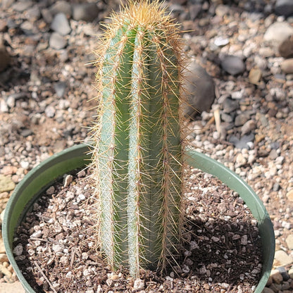 DesertScapeSucculent Cactus 6" Assorted Pilosocereus pachycladus 'Blue Torch Cactus'