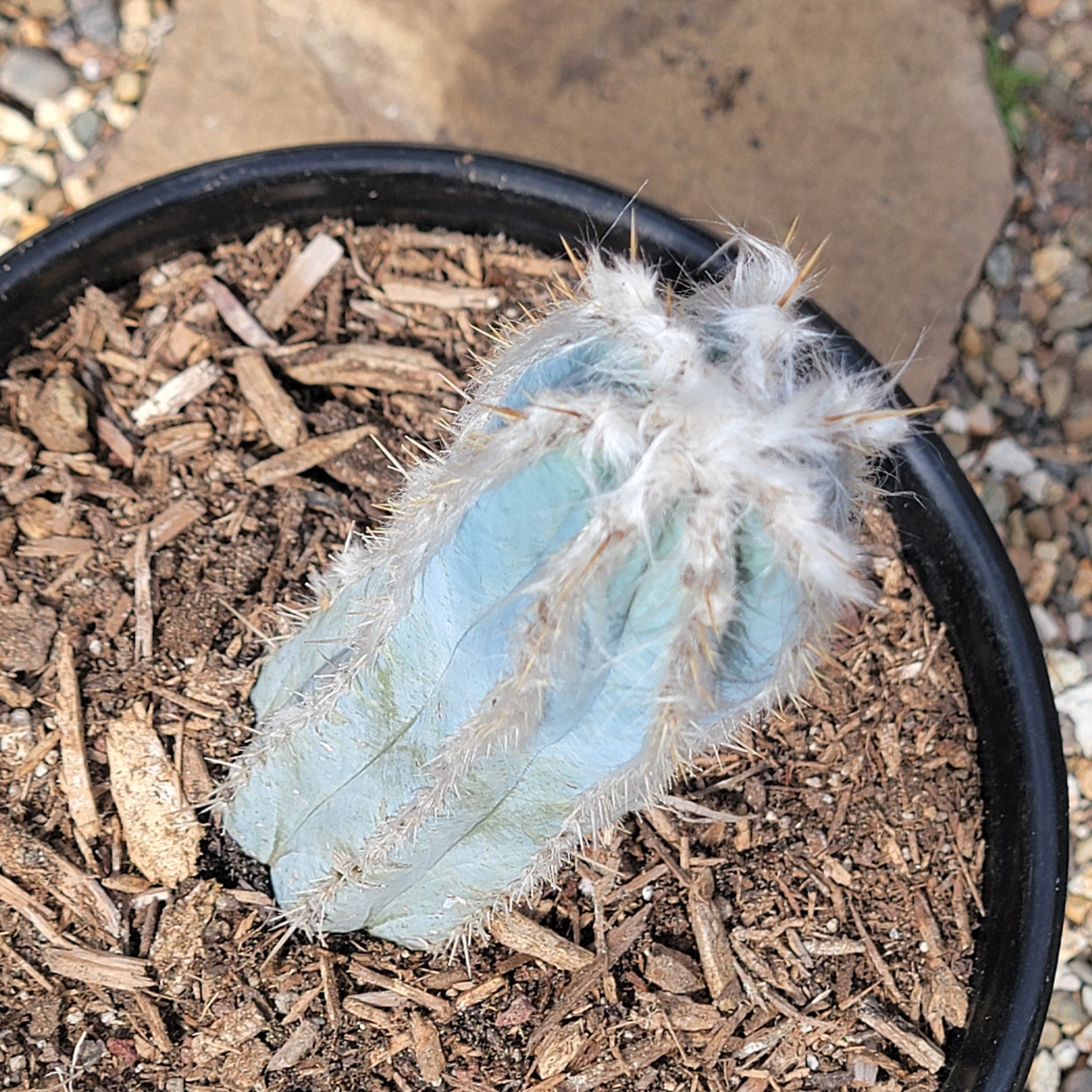 DesertScapeSucculent Cactus Pilosocereus pachycladus 'Fuzzy Blue Torch Cactus'