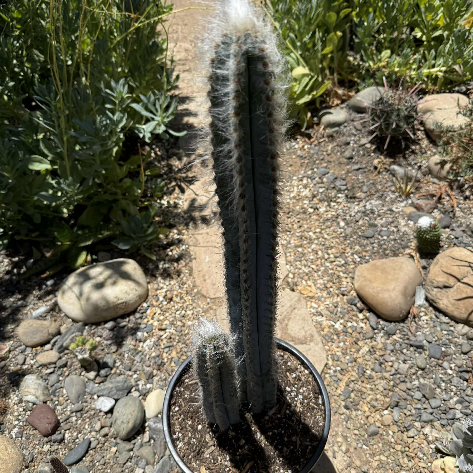 fuzzy snake cactus plant Pilosocereus pachycladus 'Fuzzy Blue Torch Cactus' – DesertScapeSucculent