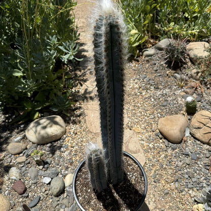 Pilosocereus pachycladus 'Fuzzy Blue Torch Cactus' - 6 Inch Assorted - Cactus - DesertScapeSucculent