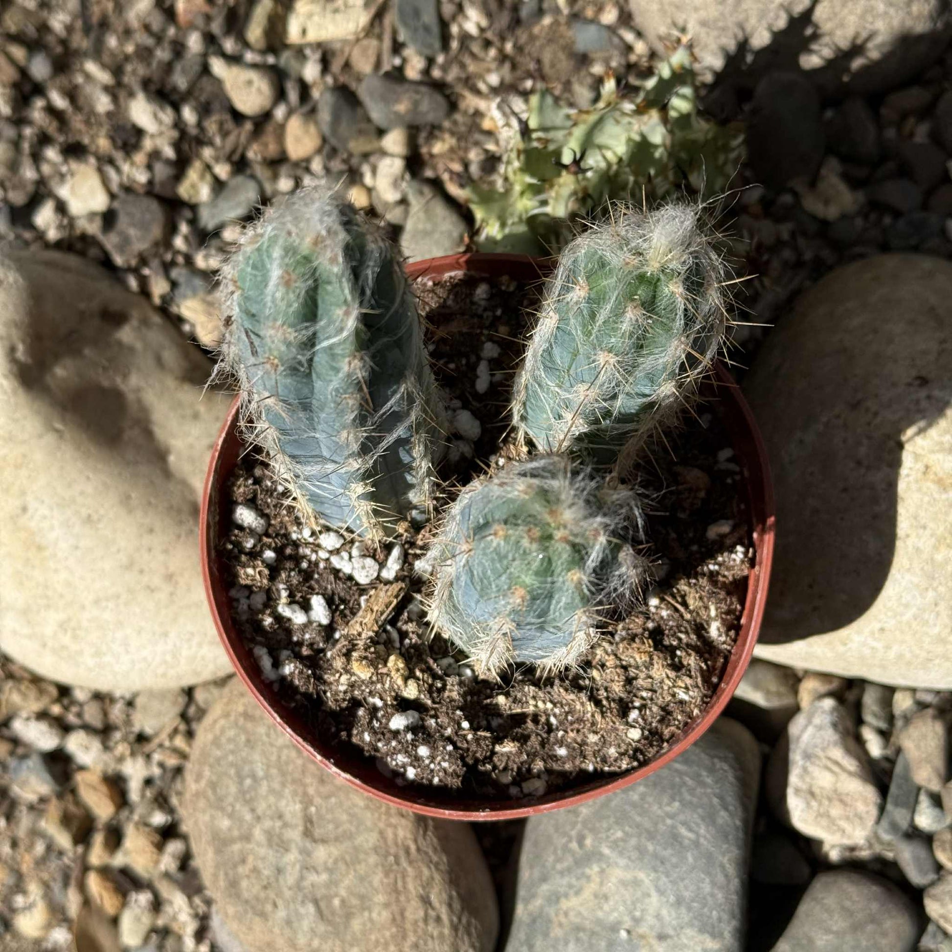 fuzzy snake cactus plant Pilosocereus pachycladus 'Fuzzy Blue Torch Cactus' – DesertScapeSucculent
