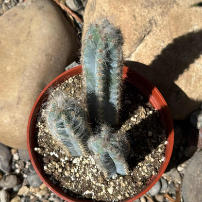 Pilosocereus pachycladus 'Fuzzy Blue Torch Cactus' - 6 Inch Assorted - Cactus - DesertScapeSucculent