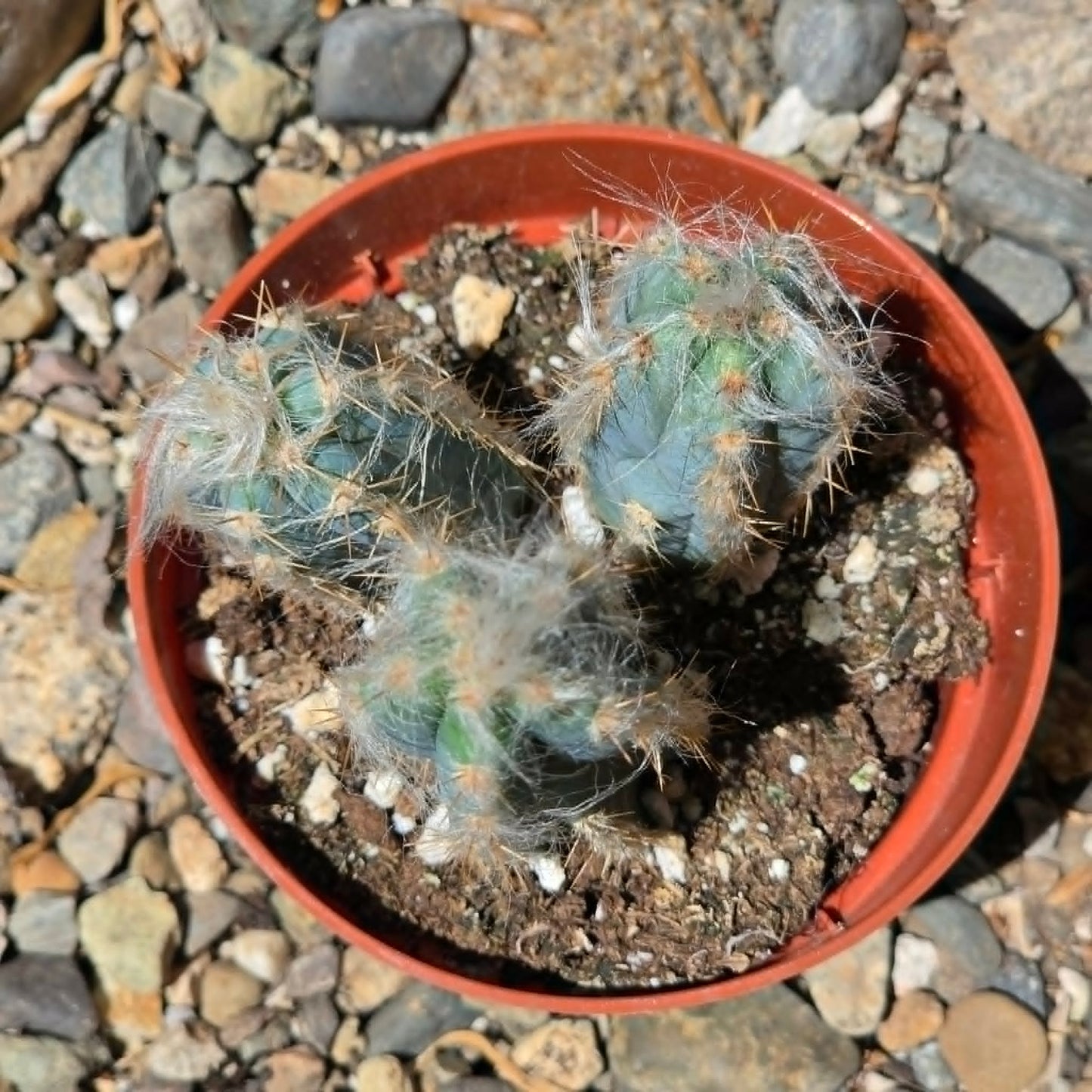DesertScapeSucculent Cactus Pilosocereus pachycladus 'Fuzzy Blue Torch Cactus'