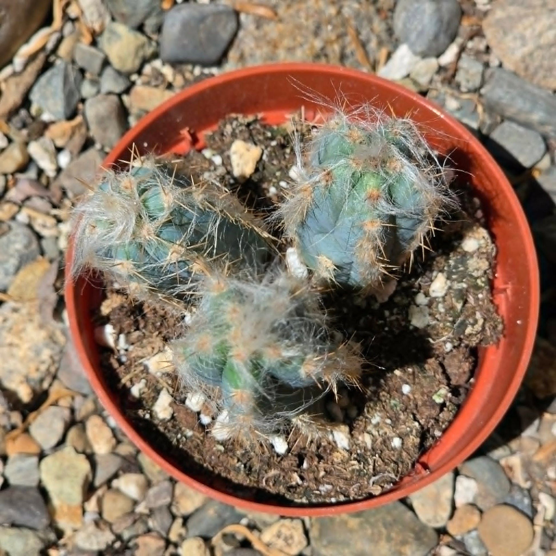 DesertScapeSucculent Cactus Pilosocereus pachycladus 'Fuzzy Blue Torch Cactus'