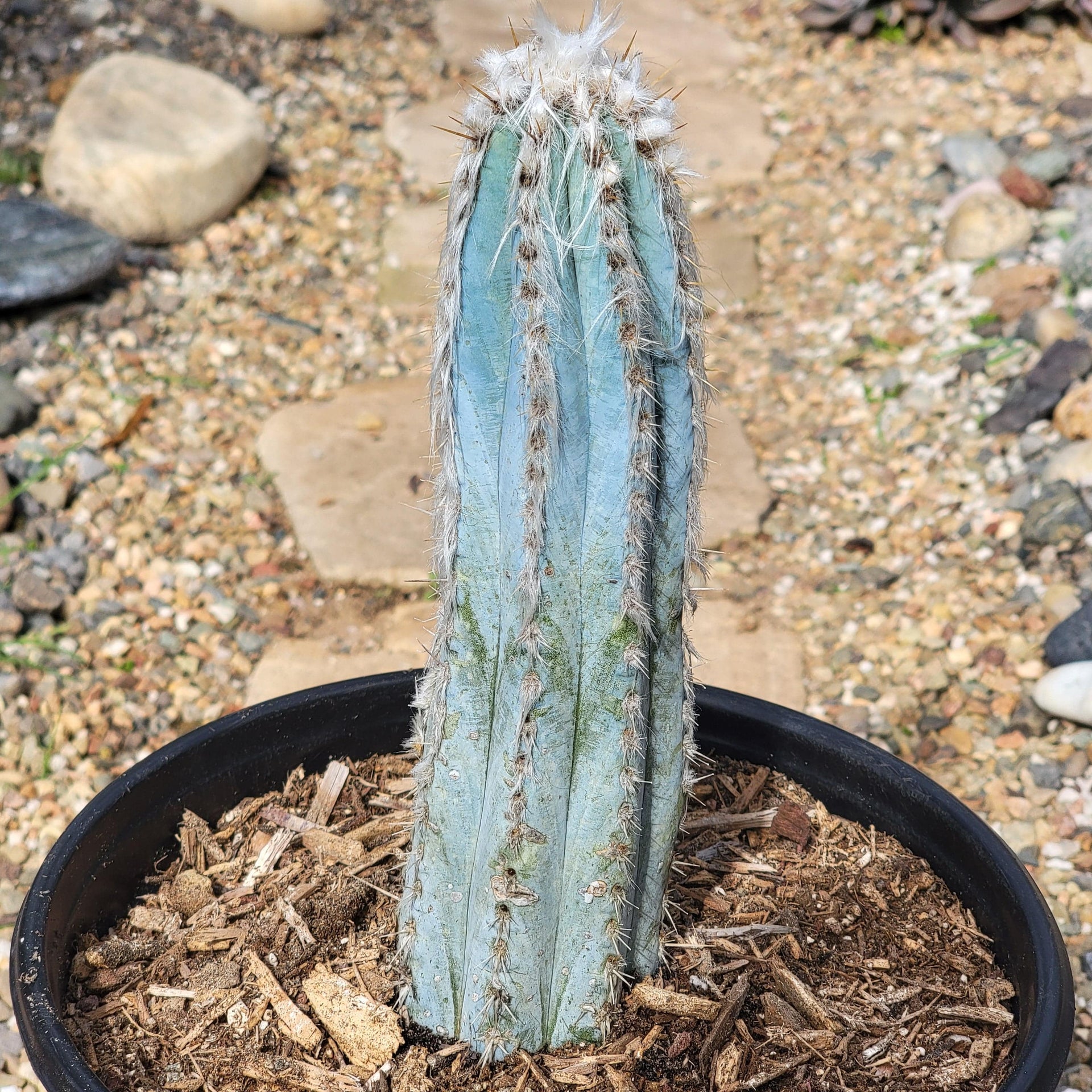 san pedro blue torch cactus Pilosocereus pachycladus 'Fuzzy Blue Torch Cactus' – DesertScapeSucculent