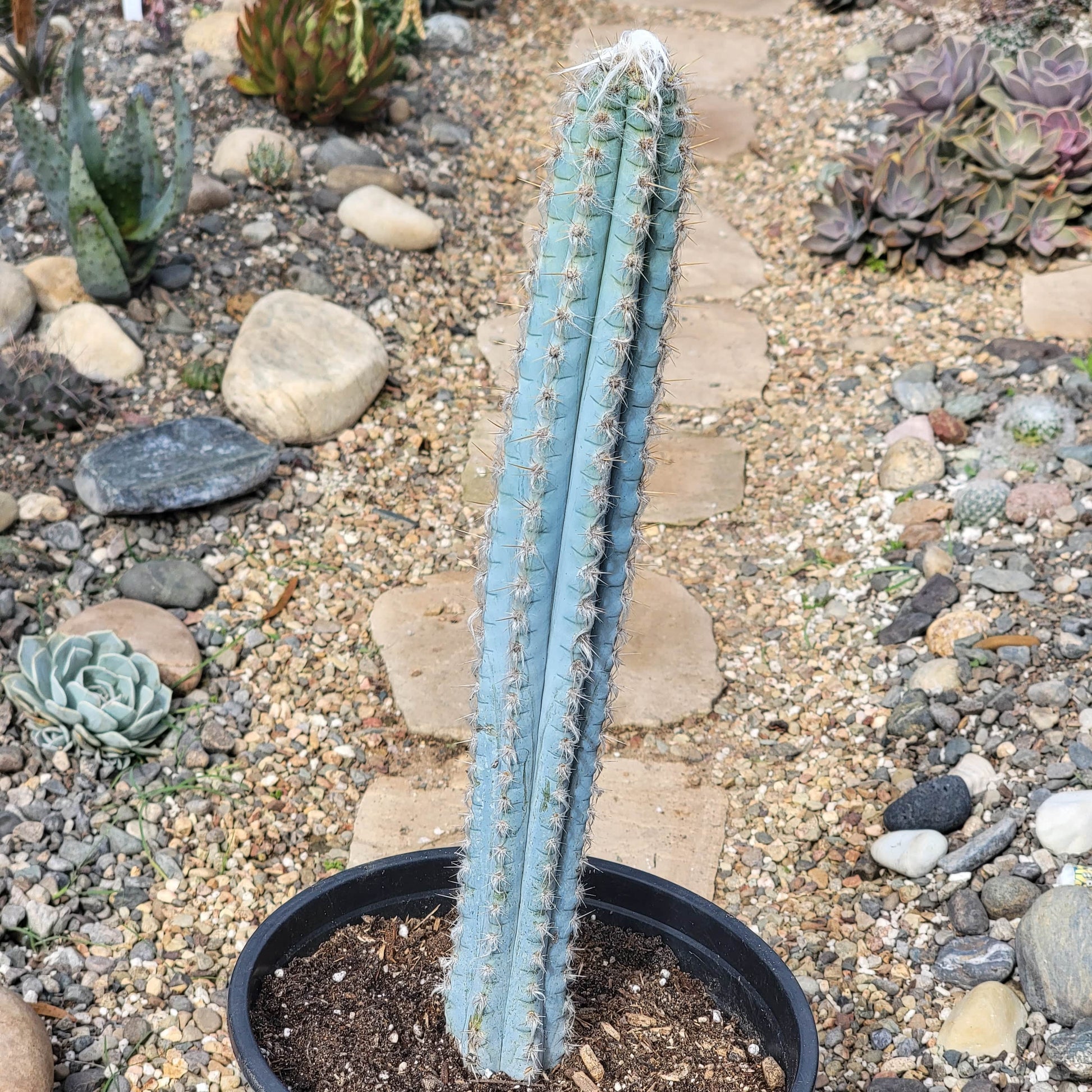 blue cactus succulent Pilosocereus pachycladus 'Fuzzy Blue Torch Cactus' – DesertScapeSucculent