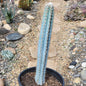 Pilosocereus pachycladus 'Fuzzy Blue Torch Cactus' - 3 gal Assorted - Cactus - DesertScapeSucculent