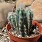 DesertScapeSucculent Cactus 4 Inch Pilosocereus pachycladus 'Fuzzy Blue Torch Cactus'