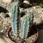 Pilosocereus pachycladus 'Fuzzy Blue Torch Cactus' - 4 Inch Assorted - Cactus - DesertScapeSucculent