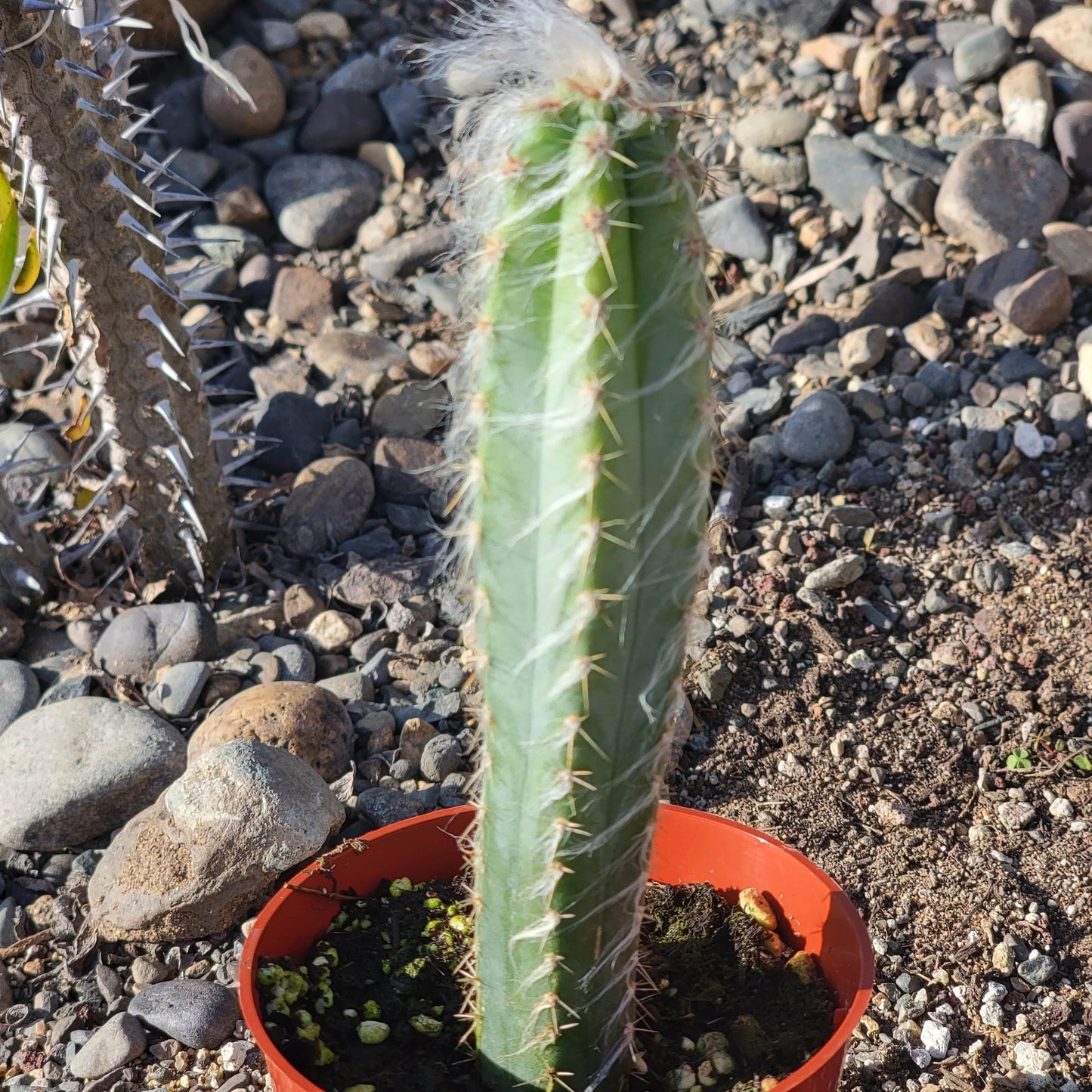 Pilosocereus pachycladus 'Fuzzy Blue Torch Cactus'