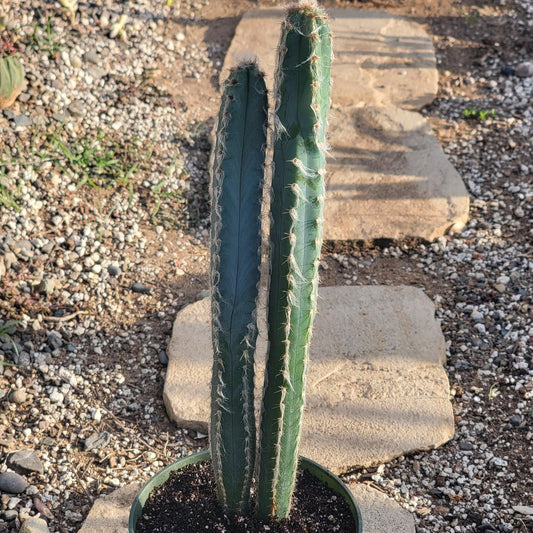 Pilosocereus pachycladus 'Fuzzy Blue Torch Cactus'