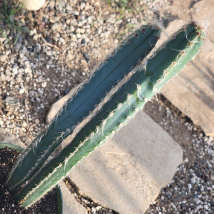 Pilosocereus pachycladus 'Fuzzy Blue Torch Cactus'