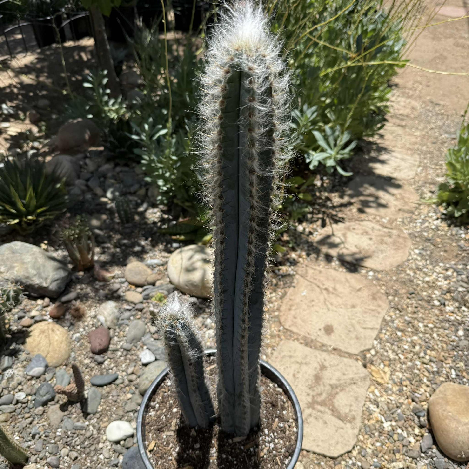 Pilosocereus pachycladus 'Fuzzy Blue Torch Cactus' - 5 gal Assorted - Cactus - DesertScapeSucculent