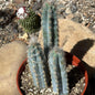 Pilosocereus pachycladus 'Fuzzy Blue Torch Cactus' - 6 Inch Assorted - Cactus - DesertScapeSucculent