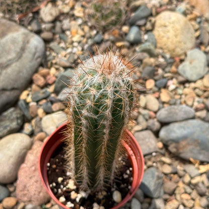 DesertScapeSucculent Cactus 4 Inch Pilosocereus palmeri 'Hairy Woolly Torch'