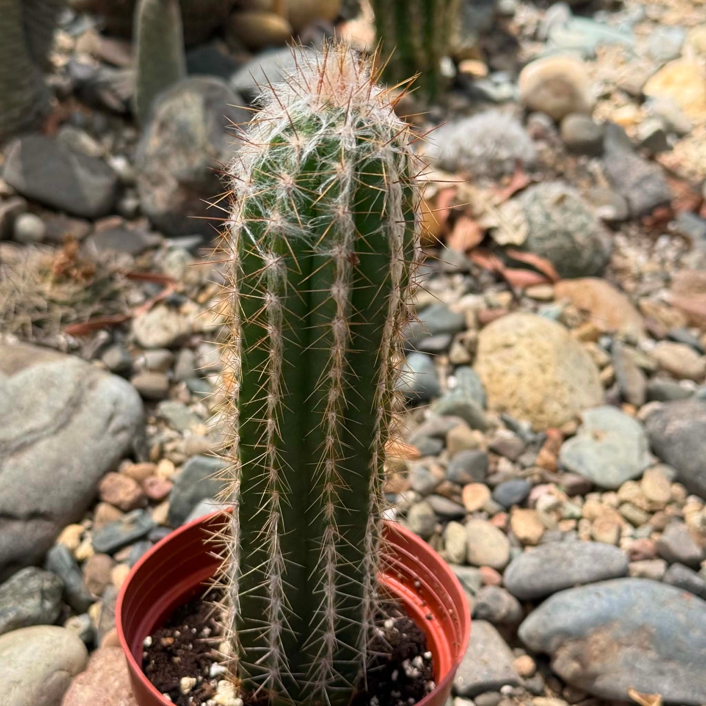 DesertScapeSucculent Cactus 4 Inch Pilosocereus palmeri 'Hairy Woolly Torch'