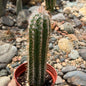 DesertScapeSucculent Cactus 4 Inch Pilosocereus palmeri 'Hairy Woolly Torch'
