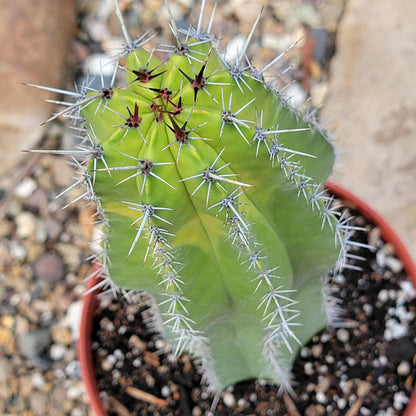 Polaskia chichipe - 6 Inch Var Assorted - Cactus - DesertScapeSucculent