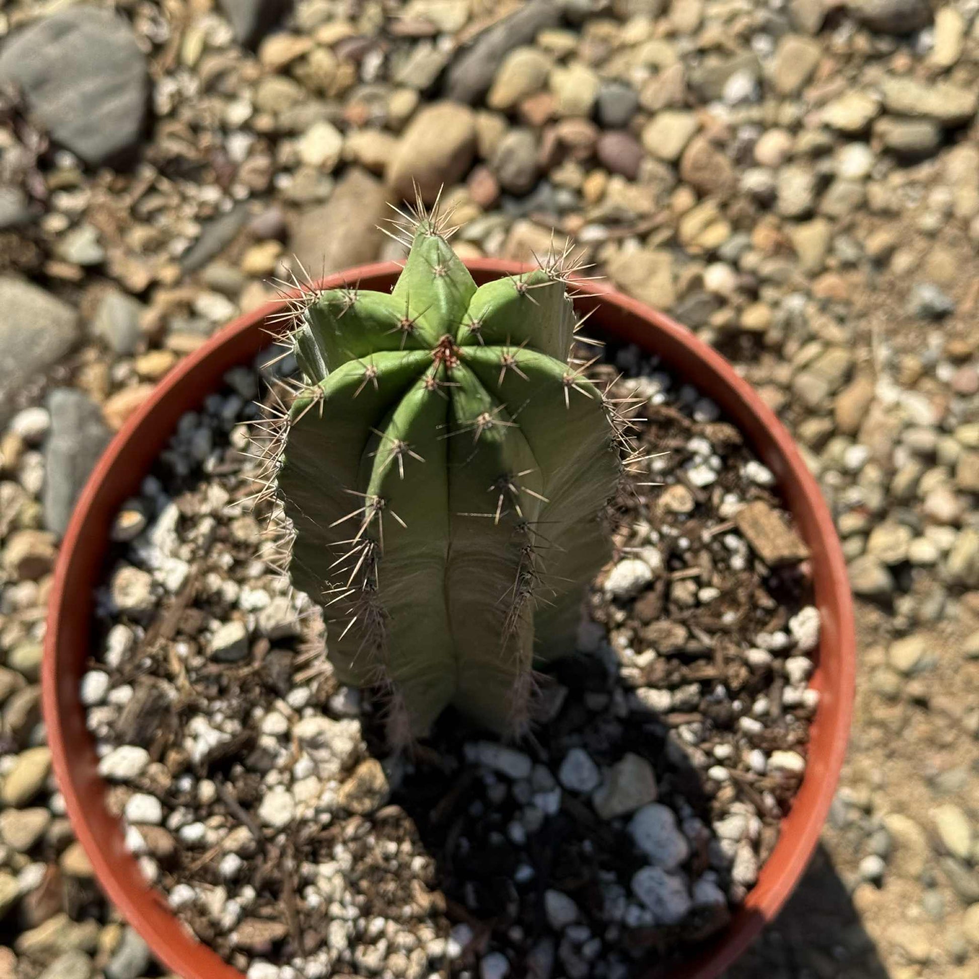 Polaskia chichipe - 6 Inch Var Assorted - Cactus - DesertScapeSucculent