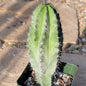 Polaskia chichipe - 4 Inch Assorted - Cactus - DesertScapeSucculent
