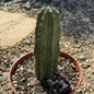Polaskia chichipe - 6 Inch Assorted - Cactus - DesertScapeSucculent