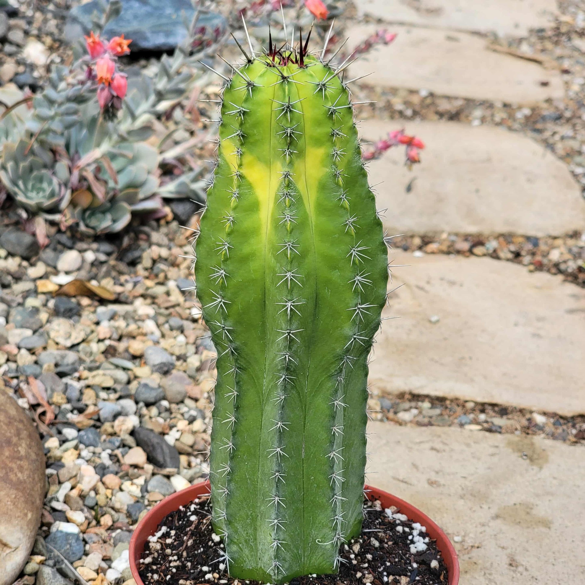 Polaskia chichipe - 6 Inch Var Assorted - Cactus - DesertScapeSucculent