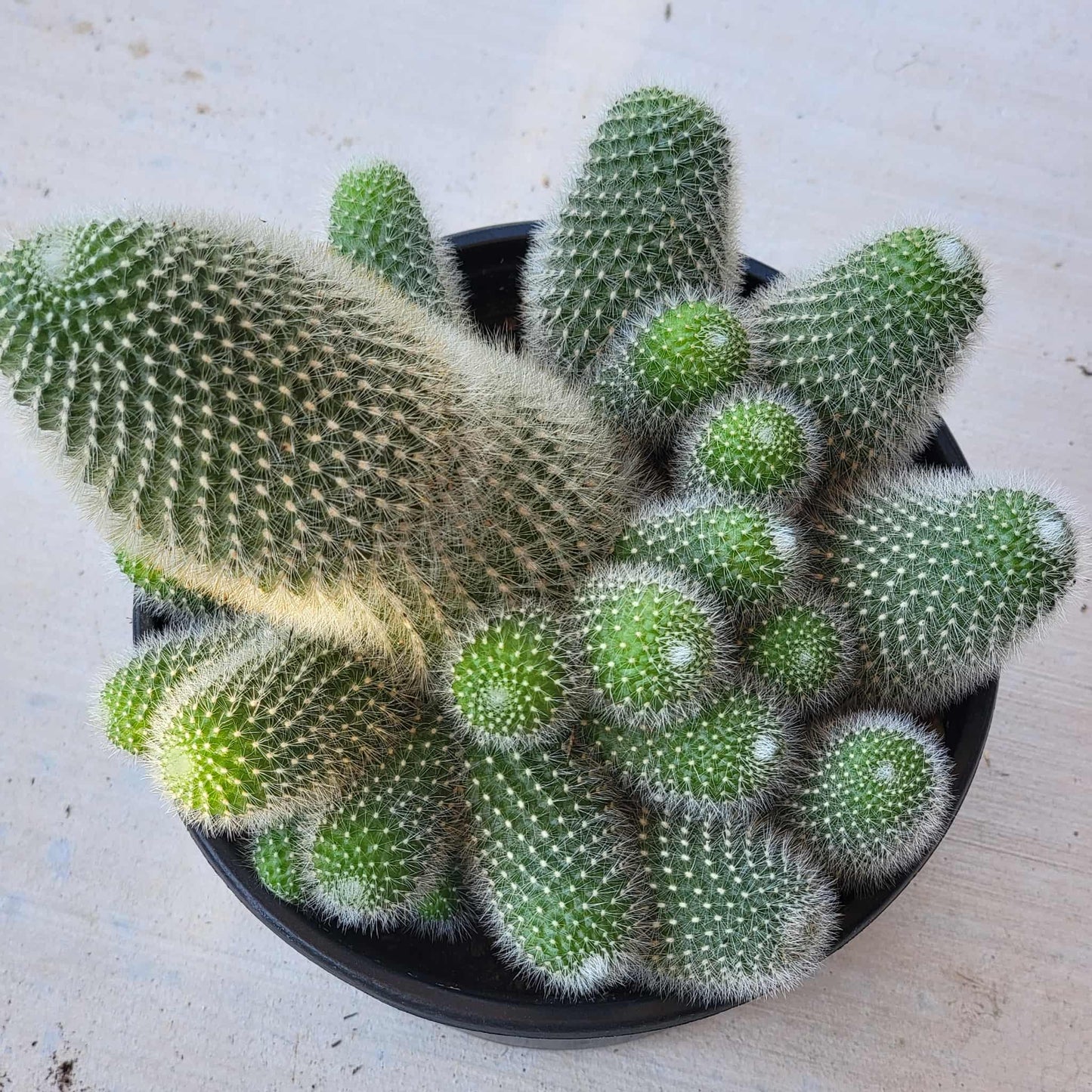 Rebutia fabrisii - 6 Inch Assorted - Cactus - DesertScapeSucculent