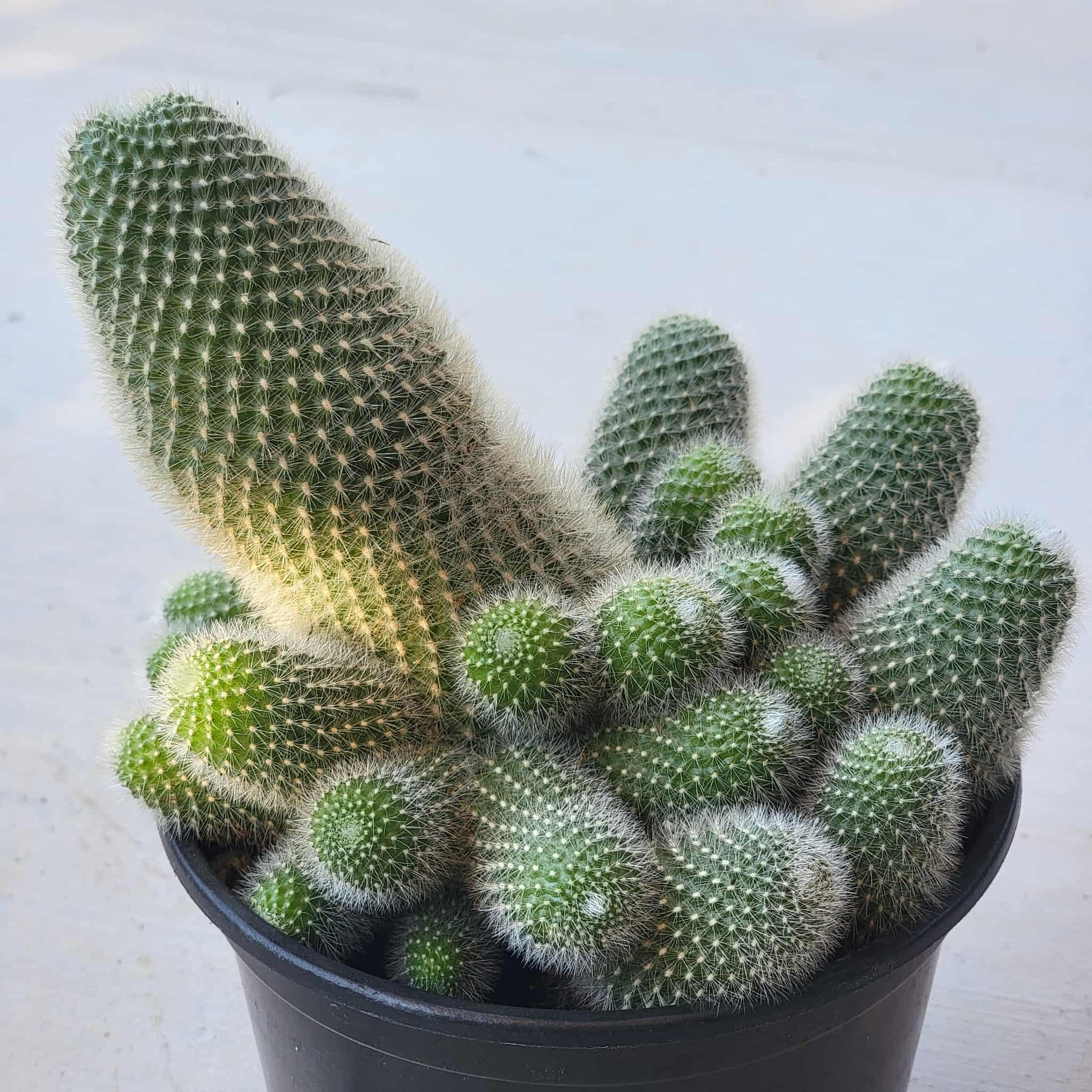 Rebutia fabrisii - 6 Inch Assorted - Cactus - DesertScapeSucculent