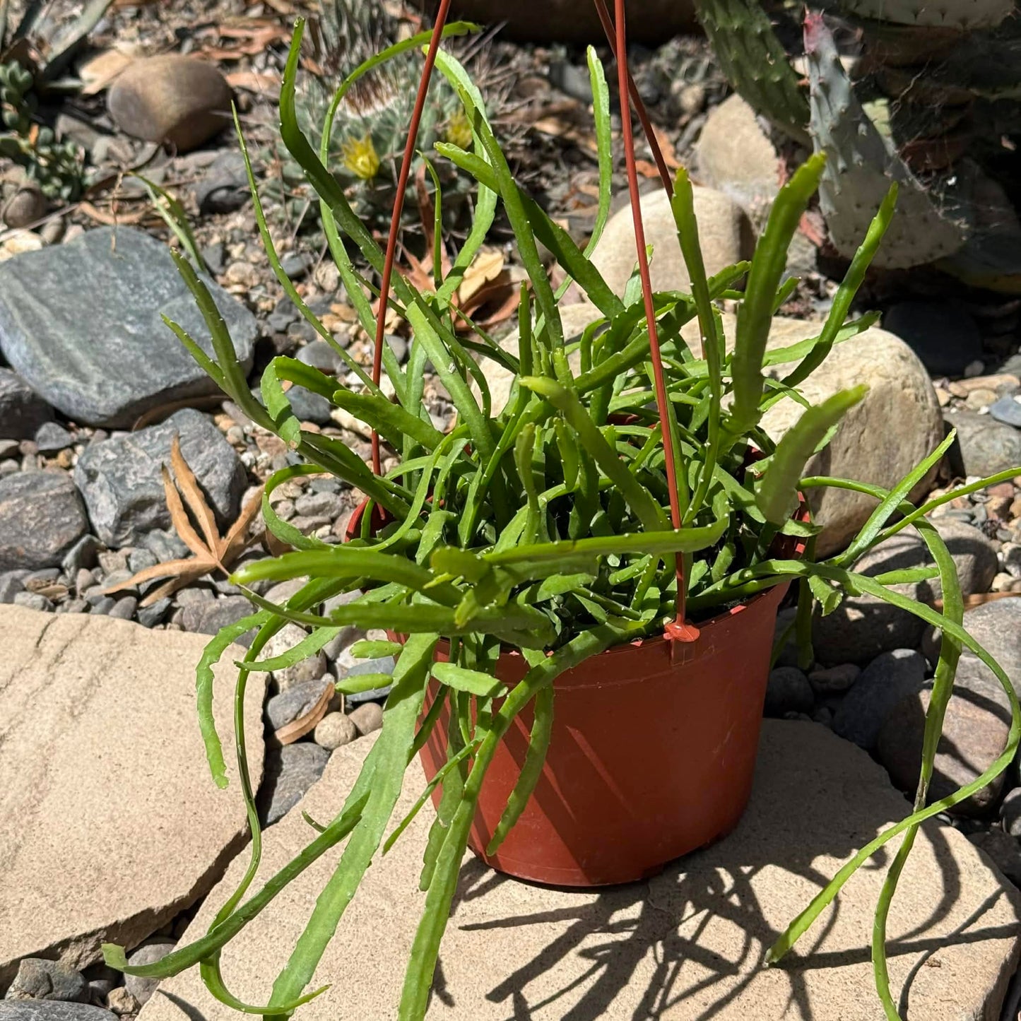 DesertScapeSucculent Cactus 6 Inch Rhipsalis boliviana