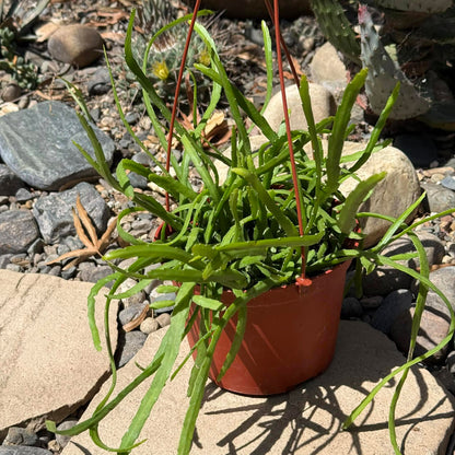 DesertScapeSucculent Cactus 6 Inch Rhipsalis boliviana