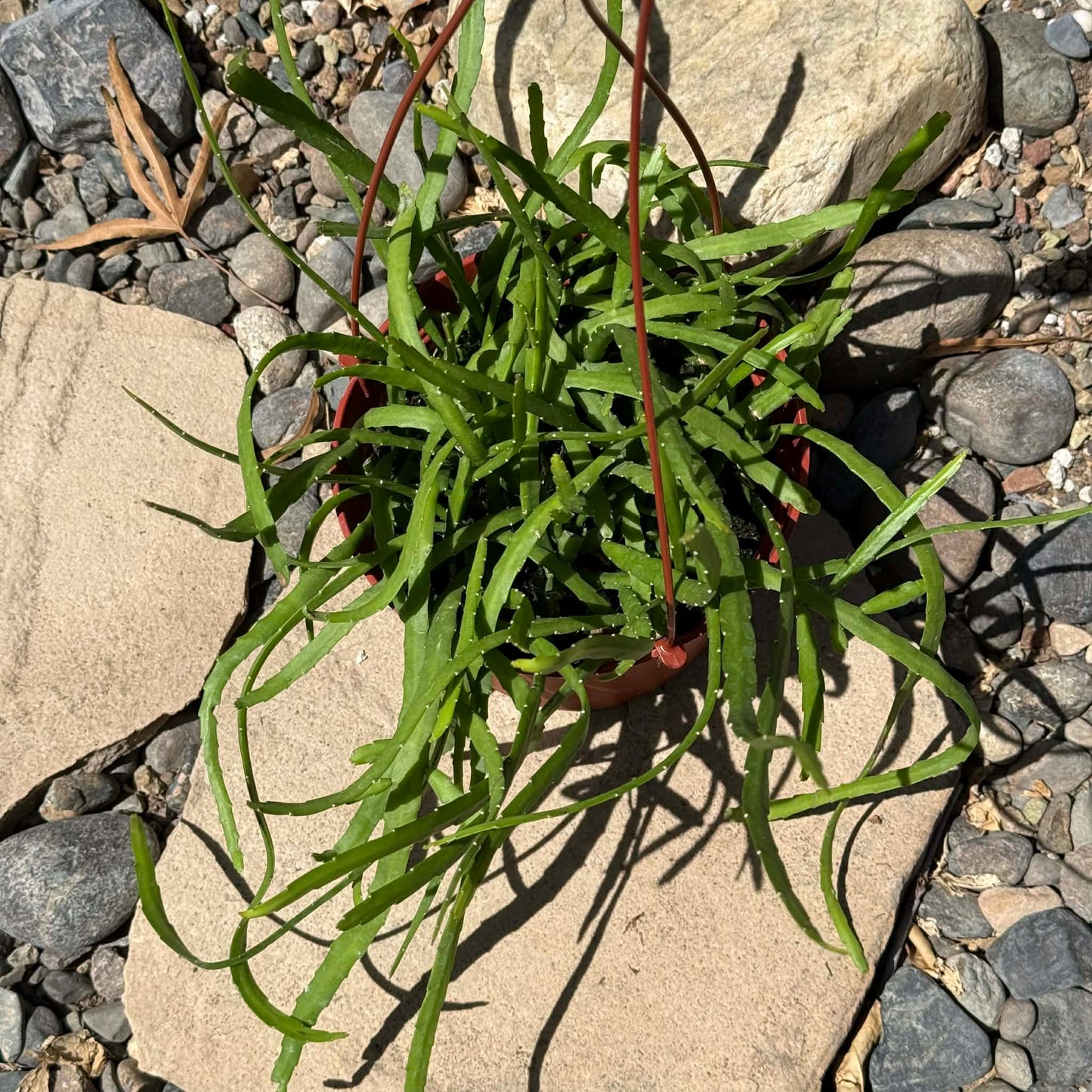 DesertScapeSucculent Cactus 6 Inch Rhipsalis boliviana