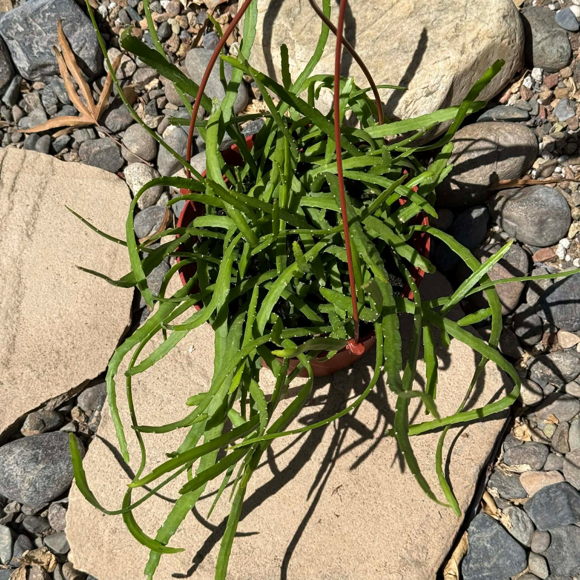 DesertScapeSucculent Cactus 6 Inch Rhipsalis boliviana