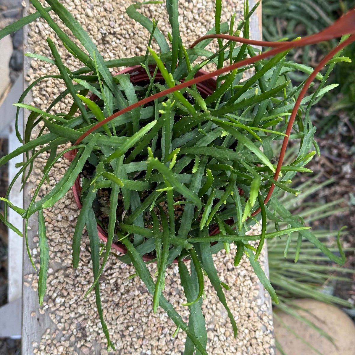 DesertScapeSucculent Cactus 6 Inch Rhipsalis boliviana