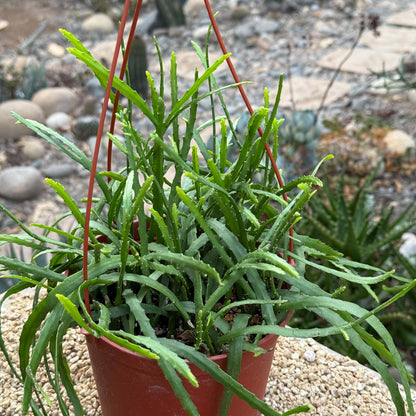 DesertScapeSucculent Cactus 6 Inch Rhipsalis boliviana