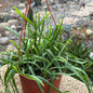 DesertScapeSucculent Cactus 6 Inch Rhipsalis boliviana