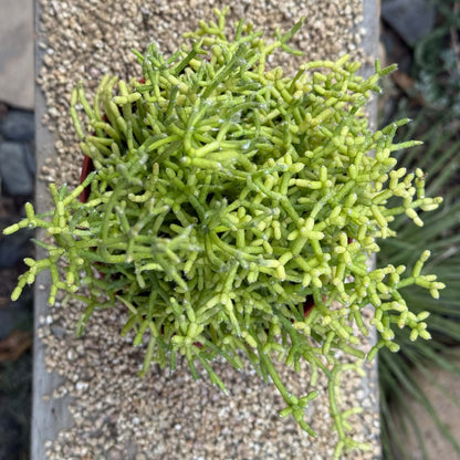 DesertScapeSucculent Cactus Rhipsalis cerescuela 'Coral Cactus'