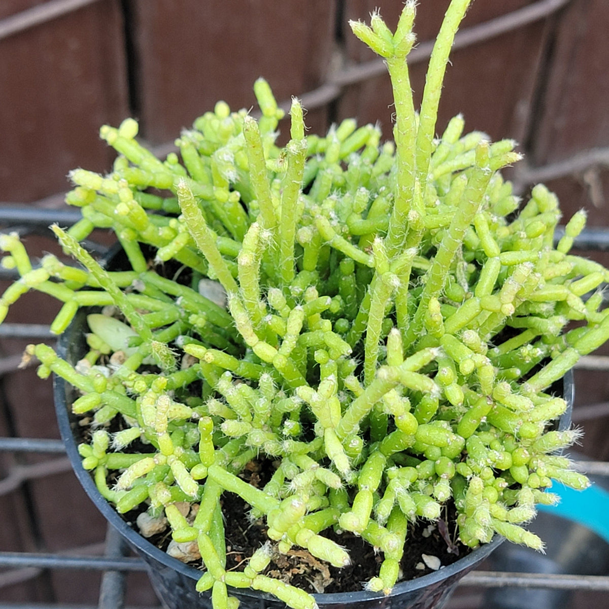 DesertScapeSucculent Cactus Rhipsalis cerescuela 'Coral Cactus'