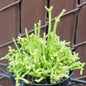 DesertScapeSucculent Cactus 4 Inch Rhipsalis cerescuela 'Coral Cactus'