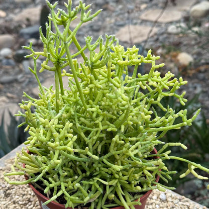DesertScapeSucculent Cactus 6 Inch Rhipsalis cerescuela 'Coral Cactus'