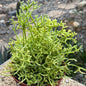 DesertScapeSucculent Cactus 6 Inch Rhipsalis cerescuela 'Coral Cactus'