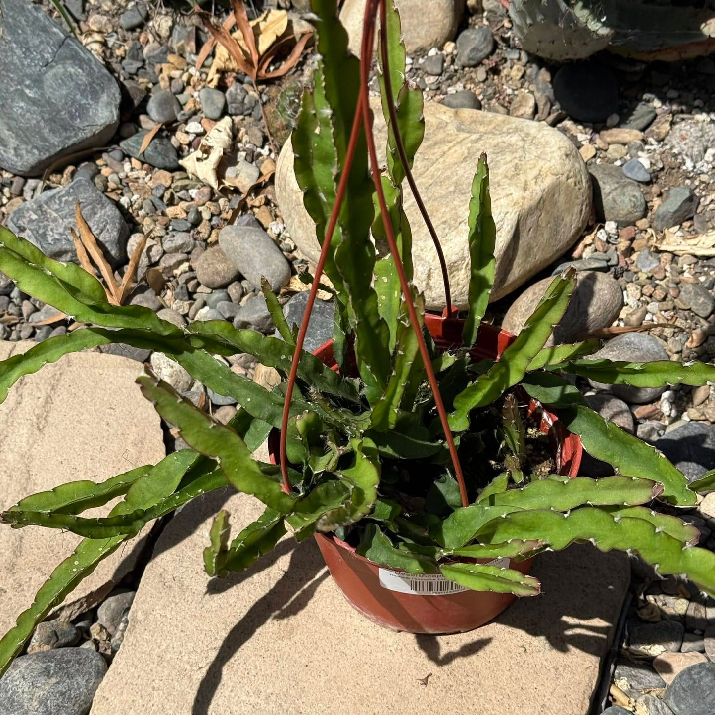 DesertScapeSucculent Cactus 6 Inch Rhipsalis Hurricaine 'Lepismium Cruciforme'