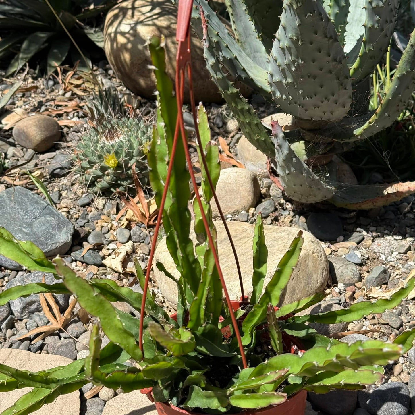 DesertScapeSucculent Cactus 6 Inch Rhipsalis Hurricaine 'Lepismium Cruciforme'