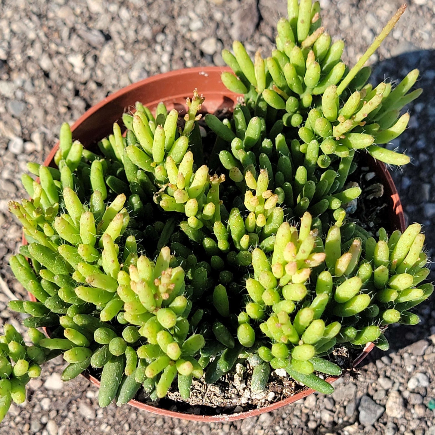 Rhipsalis mesembryanthemoides 'Clumpy Mistletoe Cactus'