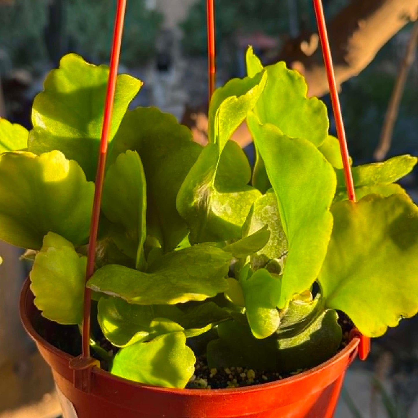 DesertScapeSucculent Cactus 6 Inch Rhipsalis oblonga
