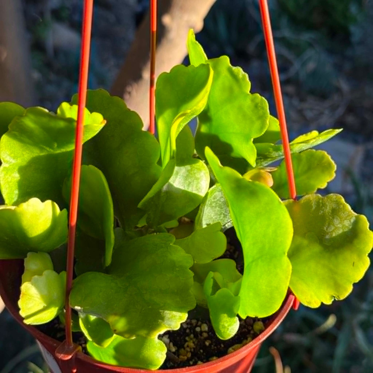 DesertScapeSucculent Cactus 6 Inch Rhipsalis oblonga