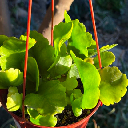 DesertScapeSucculent Cactus 6 Inch Rhipsalis oblonga