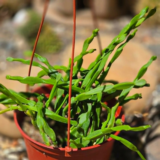 DesertScapeSucculent Cactus 6 Inch Rhipsalis Paradoxa 'Chain Cactus'